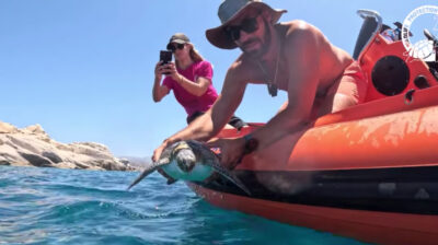 VIDEO: Η μικρή χελώνα «Καλυψώ» επέστρεψε ...πετώντας στη θάλασσα – Διάσωση από τον Σύλλογο Άγριας Ζωής Νάξου