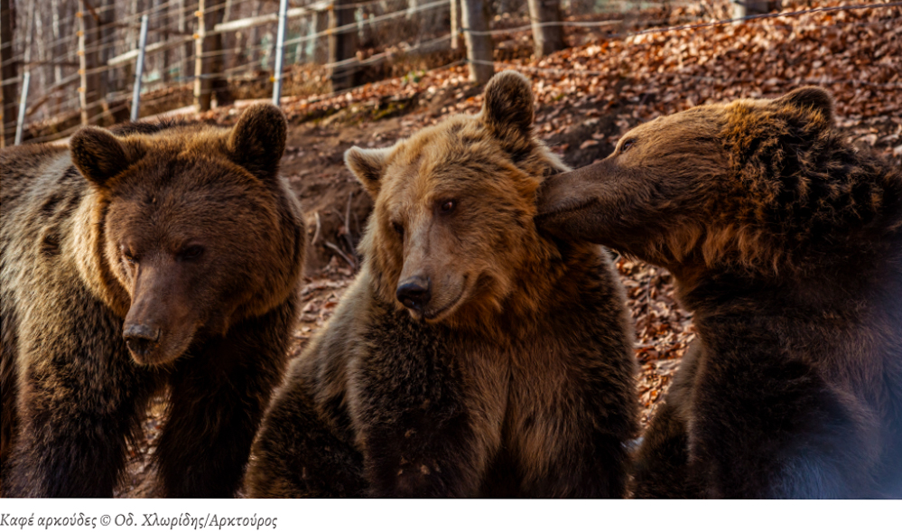 Εκδρομή naxos island tours
