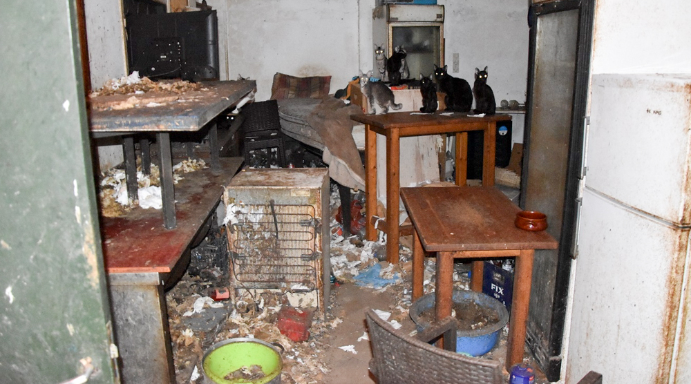 Γάτες - σύλληψη