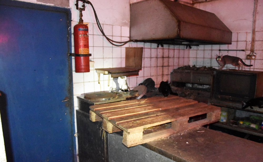 Γάτες - σύλληψη