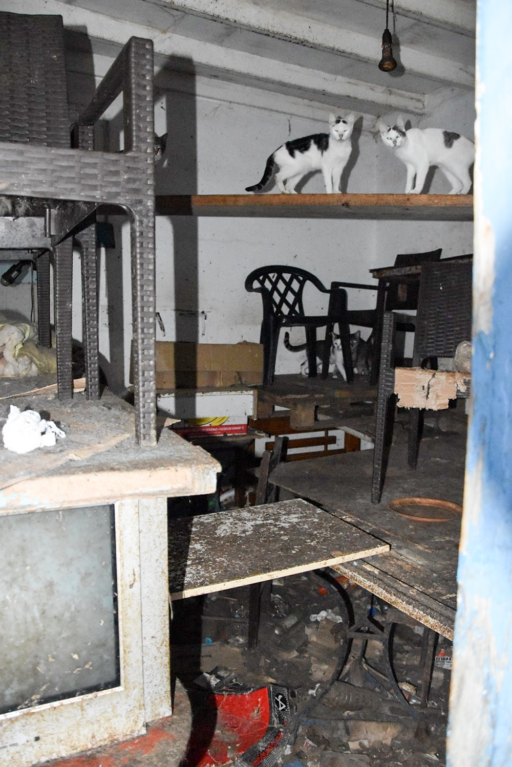 Γάτες - σύλληψη