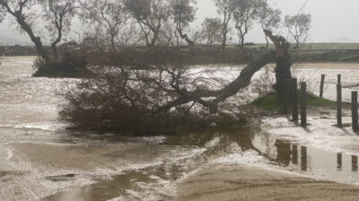 Άγιος Προκόπης: Έσπασε δέντρο από τους θυελλώδεις ανέμους - Παρ’ ολίγον ατύχημα (φώτος)