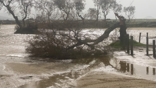 Άγιος Προκόπης: Έσπασε δέντρο από τους θυελλώδεις ανέμους – Παρ’ ολίγον ατύχημα (φώτος)