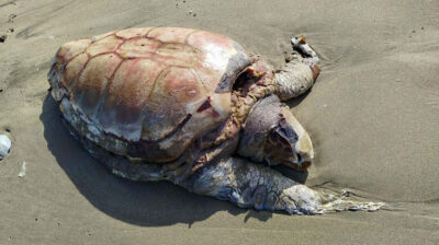 Νεκρή χελώνα καρέτα-καρέτα στον Γαλησσά Σύρου