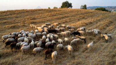 Αναστολή φορολογικών και ασφαλιστικών υποχρεώσεων και απαλλαγή από  δημοτικά τέλη για πληγέντες από τον αφθώδη πυρετό