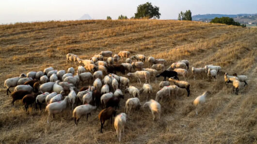 Αναστολή φορολογικών και ασφαλιστικών υποχρεώσεων και απαλλαγή από  δημοτικά τέλη για πληγέντες από τον αφθώδη πυρετό – Στήριξη και στους τυροκόμους της Λέσβου