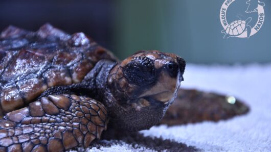 Νάξος: Διάσωση μικρής θαλάσσιας χελώνας Caretta caretta στην παραλία της Γρόττας