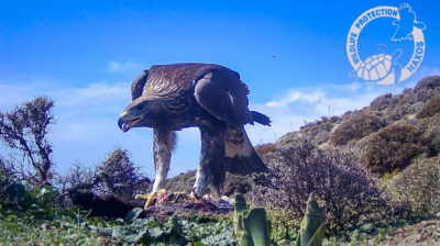 Νάξος: Για πρώτη φορά καταγράφηκε χρυσαετός στο νησί