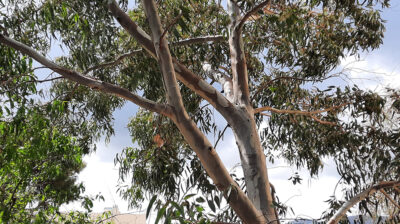 Παρατηρητήριο Ποιότητας Περιβάλλοντος Σύρου: Οι ακρωτηριασμοί των δέντρων και οι προβλέψιμοι κίνδυνοι σε ένα νησί που μισούσε το πράσινο