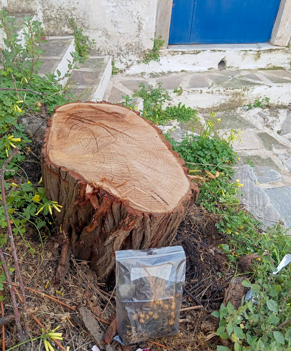 κοπή δέντρου στο Φιλώτι Νάξου πριν και μετά