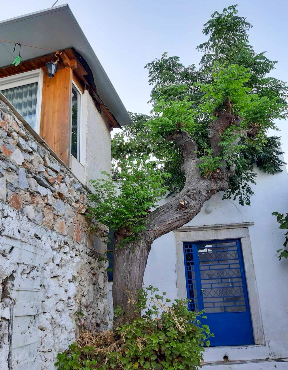 κοπή δέντρου στο Φιλώτι Νάξου πριν και μετά