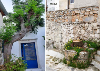 κοπή δέντρου στο Φιλώτι Νάξου πριν και μετά