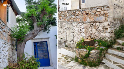 κοπή δέντρου στο Φιλώτι Νάξου πριν και μετά