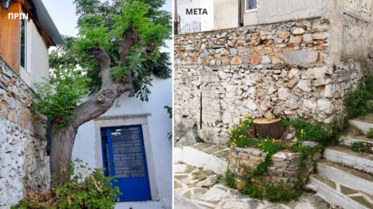 Φιλώτι Νάξου: Κοπή δέντρου 50 ετών – Αντιδράσεις και ερωτήματα