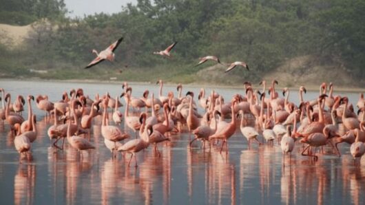 Πάρος: Εντυπωσιακά πολύχρωμα φλαμίνγκο με πελώριο άνοιγμα φτερών «ζωγραφίζουν» μαγευτικές εικόνες (video)