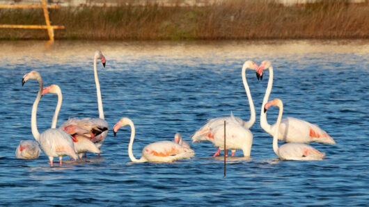 Πάρος: Ο υδροβιότοπος της Σάντα Μαρίας ζωντανεύει ξανά – ένα σημαντικό βήμα για τη βιοποικιλότητα του νησιού