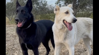 Σοκ στη Νάξο: Δύο σκυλιά πυροβολημένα στις Τρίποδες – Νεκρό το ένα, τραυματισμένη η Κίκο