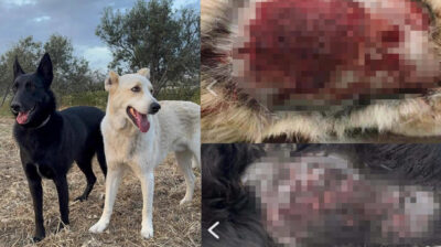 Νάξος: «Πυρά» της Φιλοζωικής κατά του Δήμου για τα πυροβολημένα σκυλιά – «Μετατοπίζεται η συζήτηση από το έγκλημα»