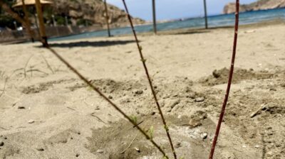 Από τη σκιά των δημοτικών ομπρελών στη σκιά των δέντρων: 100 αλμυρίκια για τις Δημοτικές Κοινότητες της Σύρου
