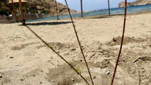 Από τη σκιά των δημοτικών ομπρελών στη σκιά των δέντρων: 100 αλμυρίκια για τις Δημοτικές Κοινότητες της Σύρου