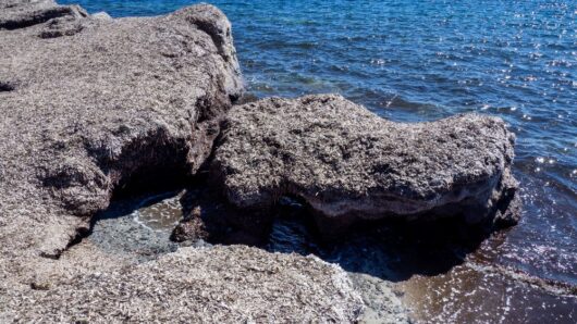 Δήμος Σύρου – Ερμούπολης: Γιατί δεν απομακρύνονται τα φύκια από τις παραλίες