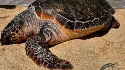 Νεκρή Caretta caretta στη Μικρή Βίγλα – Τα ευρήματα της νεκροψίας προκαλούν σοβαρά ερωτήματα