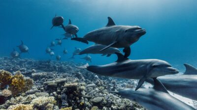 Open Air προβολή του βραβευμένου ντοκιμαντέρ «Ocean with David Attenborough» στην Αθήνα