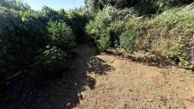 Συνελήφθη ημεδαπός για καλλιέργεια κάνναβης στη Ρόδο