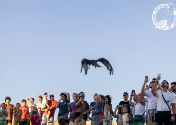 απελευθέρωση πουλιών