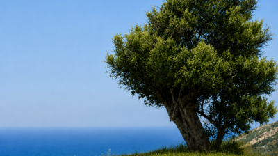 Διήμερο εκδηλώσεων στον Καλόξυλο Νάξου με επίκεντρο την ελιά και το ελαιόλαδο (πρόγραμμα)