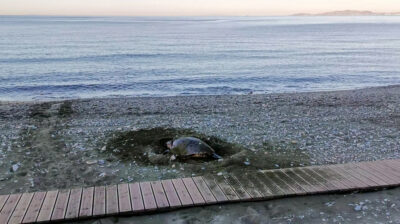 Μια Caretta caretta επέλεξε παραλία της Τήνου για να γεννήσει – Παράδειγμα αρμονικής συνύπαρξης ανθρώπου και άγριας ζωής