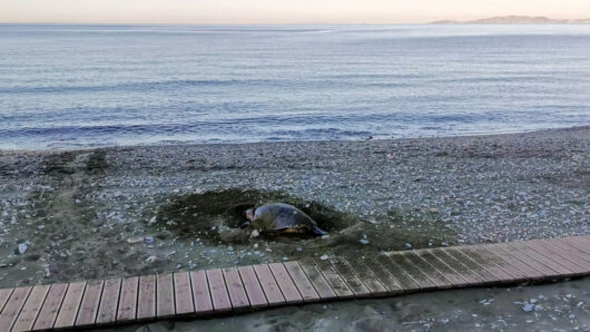 Μια Caretta caretta επέλεξε παραλία της Τήνου για να γεννήσει – Παράδειγμα αρμονικής συνύπαρξης ανθρώπου και άγριας ζωής