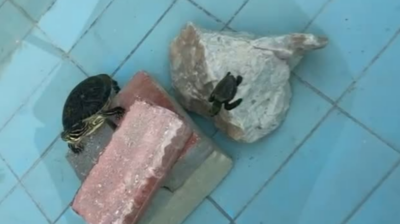 Χανιά: Χελωνάκια Καρέττα βρέθηκαν εγκλωβισμένα σε δεξαμενή εστιατορίου – Η επέμβαση του ΑΡΧΕΛΩΝ