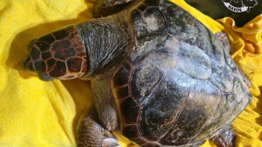 Νάξος: Τραυματισμένη Caretta caretta εντοπίστηκε στην Πλάκα – Φέρει σοβαρά τραύματα στο καβούκι