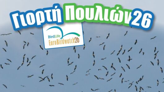 Κέα: «Γιορτή των Πουλιών» στην Ιουλίδα – Μαθητές ανακαλύπτουν τον κόσμο της μετανάστευσης